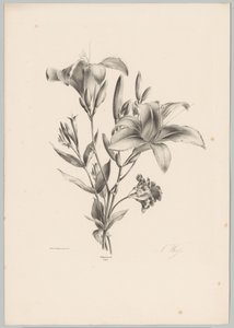 两朵百合花
花卉和水果研究（......）第 10 期（系列名称） 作者 Desguerrois and Co.