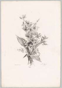 三色堇、风信子和钟形花
花卉和水果研究（......）第 10 期（系列名称）