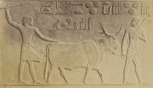 Sacred Bull at Saqqara 作者 安东尼奥·比托（Antonio Beato）