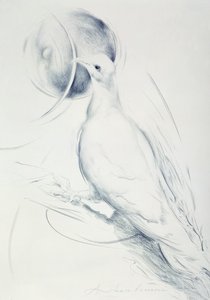 科隆巴（纸上木炭