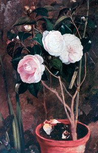 茶花，十九世纪