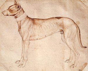 安东尼奥-皮萨诺（Antonio Pisano），又称皮萨内罗（Pisanello）（1395年前-约1455年）的猎犬研究，用钢笔和棕色墨水画的。 作者 安东尼奥·皮萨内洛