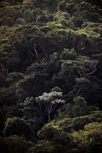 恩巴乌巴三世，2019 年（数码照片）