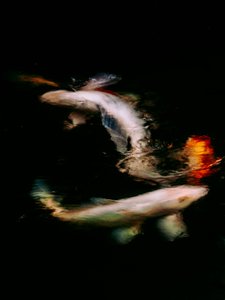 Haikai V，2022 年（数码照片）