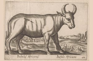 非洲水牛
Bubalus Africanus/非洲水牛（物品上的标题）
Dieren en fabelwezens（系列名称）
Nova raccolta de li animali più curiosi del mondo（系列名称） 作者 乔瓦尼·贾科莫·德罗西（可能）