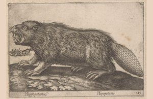 贝弗
河马/ Hipopotamus（物品上的标题）
Dieren en fabelwezens（系列名称）
Nova raccolta de li animali più curiosi del mondo（系列名称）