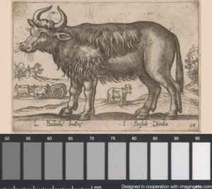 布菲尔
L Bubalus Indicus/ I Bufola Dindia（物品上的标题）
Dieren en fabelwezens（系列名称）
Nova raccolta de li animali più curiosi del mondo（系列名称） 作者 乔瓦尼·贾科莫·德罗西（可能）