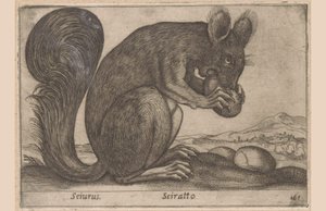 Eekhoorn
Sciurus/ Sciratto（物品上的标题）
Dieren en fabelwezens（系列名称）
Nova raccolta de li animali più curiosi del mondo（系列名称） 作者 乔瓦尼·贾科莫·德罗西（可能）