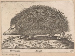 埃格尔
Herinaceus/ Riccio（物品上的标题）
Dieren en fabelwezens（系列名称）
Nova raccolta de li animali più curiosi del mondo（系列名称）
