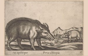 埃塞俄比亚船
Sus Apthiopes/ Porco d