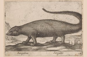 笛子
Sanguinus/Sanguino（物品上的标题）
Dieren en fabelwezens（系列名称）
Nova raccolta de li animali più curiosi del mondo（系列名称） 作者 乔瓦尼·贾科莫·德罗西（可能）