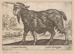 Geit met één hoorn
Capra Silvestris/ Capra Selvaggia（物品标题）
Dieren en fabelwezens（系列标题）
Nova raccolta de li animali più curiosi del mondo（系列标题） 作者 安东尼奥·坦佩斯塔