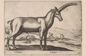 Geitachtige
Colopus/ Colopo（物品上的标题）
Dieren en fabelwezens（系列名称）
Nova raccolta de li animali più curiosi del mondo（系列名称） 作者 安东尼奥·坦佩斯塔