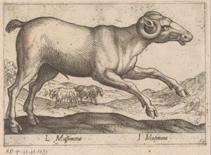 Geitachtige
L Mussimonae/ I Musimone（物品上的标题）
Dieren en fabelwezens（系列名称）
Nova raccolta de li animali più curiosi del mondo（系列名称） 作者 乔瓦尼·贾科莫·德罗西（可能）