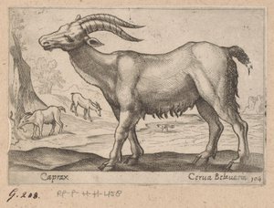 宝石
Caprax/ Cerua Belzuaria（物品上的标题）
Dieren en fabelwezens（系列名称）
Nova raccolta de li animali più curiosi del mondo（系列名称） 作者 乔瓦尼·贾科莫·德罗西（可能）