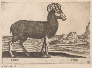 宝石
Cerinis/Ceruio（物品上的标题）
Dieren en fabelwezens（系列名称）
Nova raccolta de li animali più curiosi del mondo（系列名称） 作者 乔瓦尼·贾科莫·德罗西（可能）