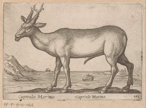 赫尔特 Capreulus Marinus/ Capriolo Marino（物体上的标题） Dieren en fablewezens（系列标题） 世界上最好奇的动物的新收藏（系列标题） 作者 乔瓦尼·贾科莫·德罗西（可能）
