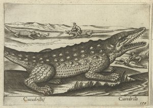 Krokodil
Cucudrillus/Cucodrillo（物体上的标题）
Dieren en fabelwezens（系列名称）
Nova raccolta de li animali più curiosi del mondo（系列名称） 作者 乔瓦尼·贾科莫·德罗西（可能）