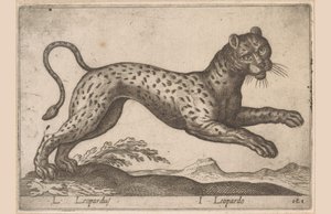 Luipaard
L Leopardus/ I Leopard（物品上的标题）
Dieren en fabelwezens（系列名称）
Nova raccolta de li animali più curiosi del mondo（系列名称） 作者 乔瓦尼·贾科莫·德罗西（可能）