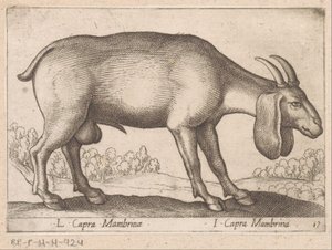 Mambrina geit
L Capra Mambrinae/ I Capra Mambrina（物品上的标题）
Dieren en fabelwezens（系列标题）
Nova raccolta de li animali più curiosi del mondo（系列名称） 作者 乔瓦尼·贾科莫·德罗西（可能）
