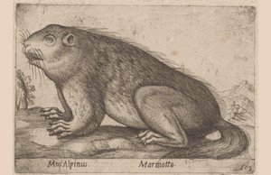 旱獭
旱獭（物体上的标题）
Dieren en fabelwezens（系列名称）
Nova raccolta de li animali più curiosi del mondo（系列名称） 作者 乔瓦尼·贾科莫·德罗西（可能）