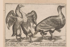 Misvormde ganzen
Anser duplici collo duplici corpore/ / Effigies/ Anser quadrupes Bononiae Aldrovadi/ Occa de corpo, e collo dopio/ Paparo in Bologna vivente Aldrovando (物品上的标题)
Dieren en fabelwezens（系列标题）
Nova raccolta de li animali p 作者 乔瓦尼·贾科莫·德罗西（可能）
