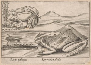 沼泽蛙
Rana palustes/沼泽蛙（物品上的标题）
Dieren en fabelwezens（系列名称）
Nova raccolta de li animali più curiosi del mondo（系列名称） 作者 乔瓦尼·贾科莫·德罗西（可能）