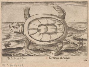 Moerasschildpad
沼泽龟（物品上的标题）
Dieren en fabelwezens（系列标题）
Nova raccolta de li animali più curiosi del mondo（系列名称） 作者 乔瓦尼·贾科莫·德罗西（可能）