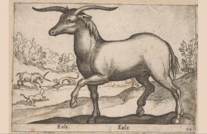 带角的马
Eale/ Eale（物品上的标题）
动物和神兽（系列名称）
Nova raccolta de li animali piu curiosi del mondo（系列名称） 作者 安东尼奥·坦佩斯塔