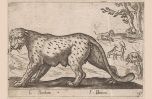 黑豹
L Panthera/ I Pantera（物品上的标题）
Dieren en fabelwezens（系列名称）
Nova raccolta de li animali più curiosi del mondo（系列名称） 作者 乔瓦尼·贾科莫·德罗西（可能）