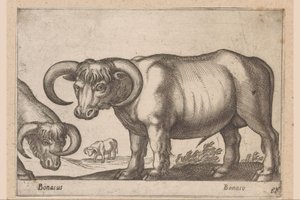 Runderen Bonasus/ Bonaso (title on object) Dieren en fabelwezens (series title) Nova raccolta de li animali piu curiosi del mondo (series title) 作者 乔瓦尼·贾科莫·德罗西（可能）