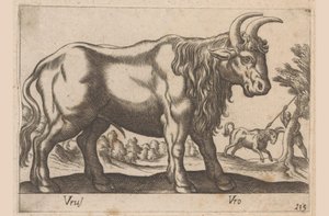 Stier
Vrus/Vro（物品上的标题）
Dieren en fabelwezens（系列名称）
Nova raccolta de li animali più curiosi del mondo（系列名称） 作者 乔瓦尼·贾科莫·德罗西（可能）