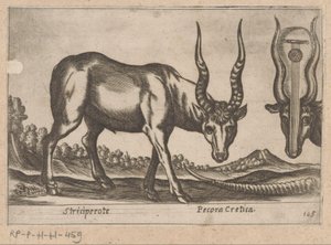 两张照片
Striciperote/ Pecora Cretica（物品标题）
Dieren en fabelwezens（系列名称）
Nova raccolta de li animali più curiosi del mondo（系列名称） 作者 乔瓦尼·贾科莫·德罗西（可能）