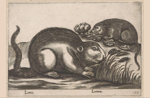 两种麝香
Lonx/ Lonza（物品上的标题）
Dieren en fabelwezens（系列名称）
Nova raccolta de li animali più curiosi del mondo（系列名称） 作者 乔瓦尼·贾科莫·德罗西（可能）