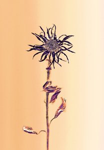 古老的花--杏花，2025 年（照片）