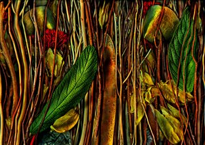 Anderswelten-no.79-4.strange wood，2019（照片）