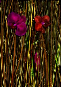 花开 2 号，2014 年（照片）