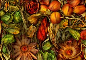 魔法花园-丛林 3，2013 年（照片）