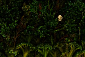 魔幻花园林地，2011 年（照片）