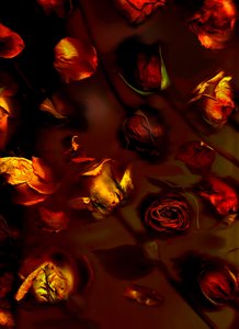 大地艺术玫瑰，2008 年（照片）