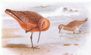 Bar Tailed Godwit，来自不列颠群岛的鸟类和他们的鸡蛋，由Frederick Warne＆Co Ltd出版，1958年 作者 阿奇博尔德·索伯恩