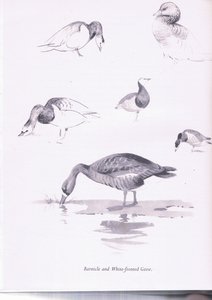 藤条和白色前雁，1938年 作者 阿奇博尔德·索伯恩