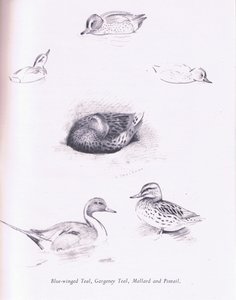 Blue Winged Teal，Garganey，Teal，Mallard和Pintail，1938 作者 阿奇博尔德·索伯恩
