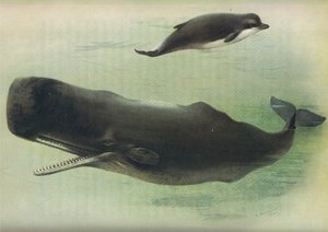 来自Longmans and Co出版的Thorburns哺乳动物的瓶鼻鲸和抹香鲸，c。 1920 作者 阿奇博尔德·索伯恩