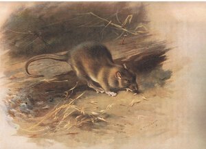 来自Longmans and Co出版的Thorburns哺乳动物的Brown Rat，c。 1920 作者 阿奇博尔德·索伯恩