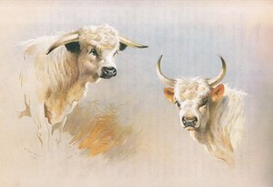 Chartley Bull和Chillingham Bull，来自Thormans的哺乳动物，由Longmans和Co出版，1920年 作者 阿奇博尔德·索伯恩