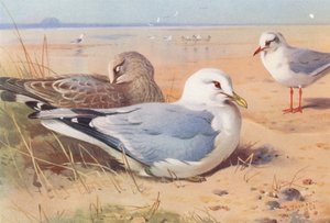 普通海鸥（成鸥和幼鸥）、黑头海鸥（冬季）（彩色石版画） 作者 阿奇博尔德·索伯恩