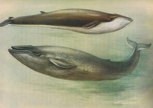 来自Longmans and Co出版的Thorburns Mammals的常见Rorqual，Sibbalds Rorqual或Blue Whale，c。 1920 作者 阿奇博尔德·索伯恩