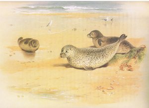 Common Seal，来自Longmans and Co出版的Thorburns哺乳动物，c。 1920 作者 阿奇博尔德·索伯恩