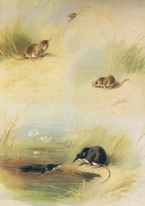 来自Longmans and Co出版的Thorburns哺乳动物的常见的Sh，Les Shrew＆Water Shrew，c。 1920